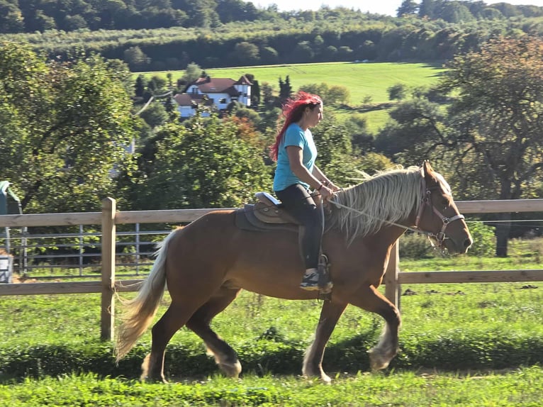 Autres chevaux de trait Jument 8 Ans 163 cm Alezan in Linkenbach