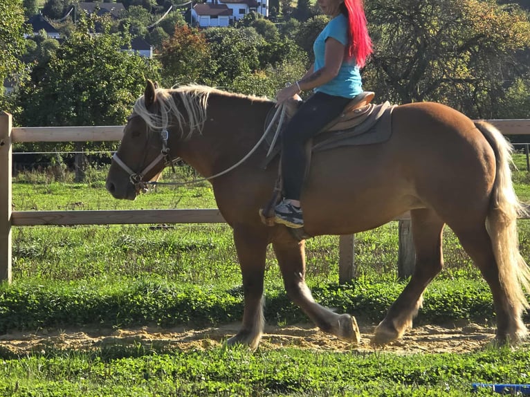Autres chevaux de trait Jument 8 Ans 163 cm Alezan in Linkenbach