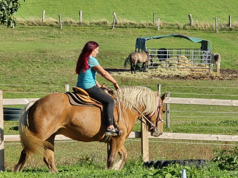Autres chevaux de trait Jument 8 Ans 163 cm Alezan in Linkenbach