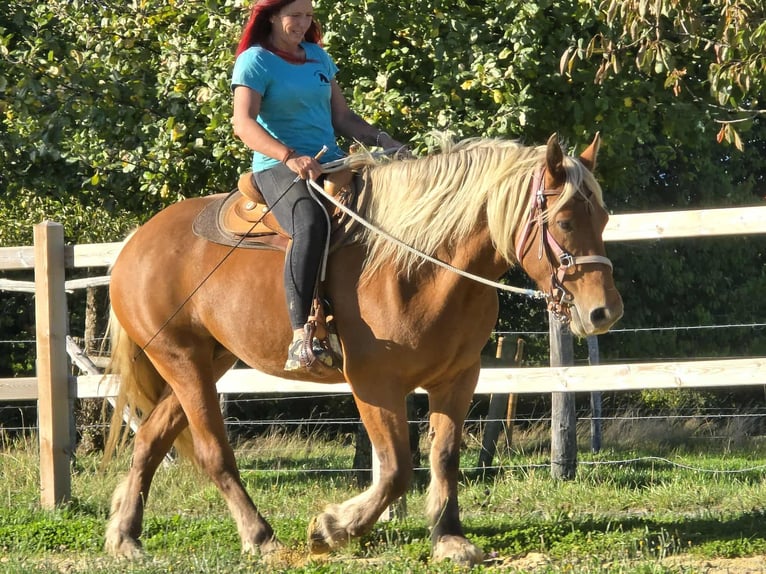 Autres chevaux de trait Jument 8 Ans 163 cm Alezan in Linkenbach