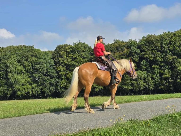 Autres chevaux de trait Jument 8 Ans 163 cm Alezan in Linkenbach