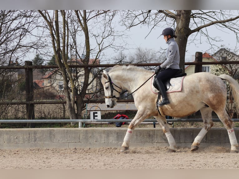 Autres chevaux de trait Croisé Jument 8 Ans 163 cm Gris pommelé in Wien, Donaustadt