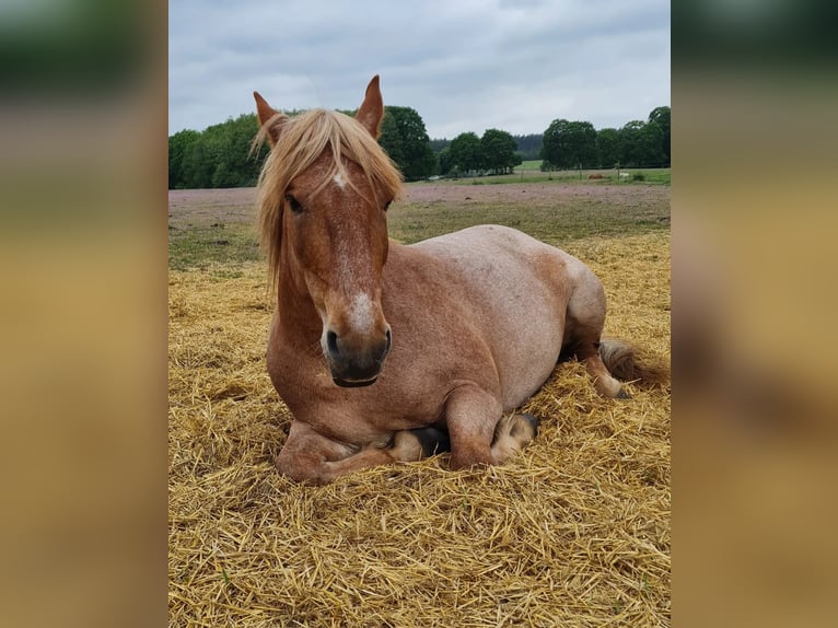 Autres chevaux de trait Croisé Jument 8 Ans 164 cm Aubère in Müncheberg