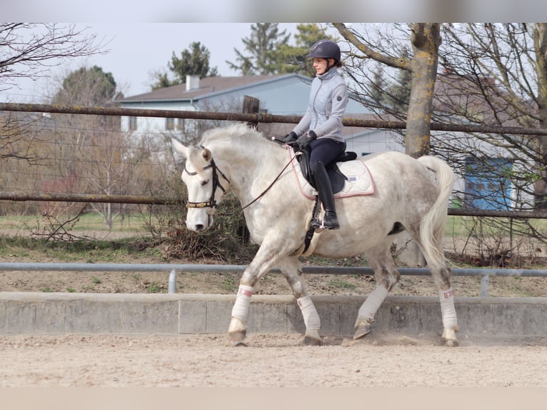 Autres chevaux de trait Croisé Jument 8 Ans 165 cm Gris in Wien