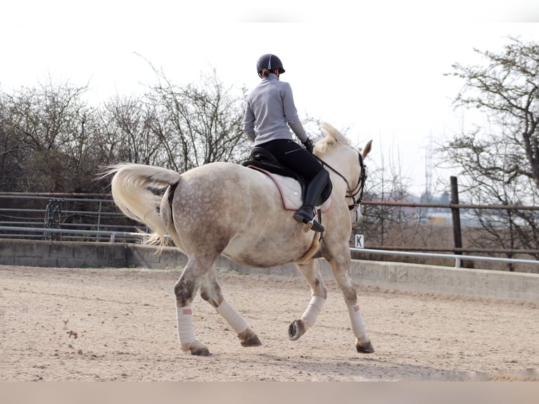 Autres chevaux de trait Croisé Jument 8 Ans 165 cm Gris in Wien