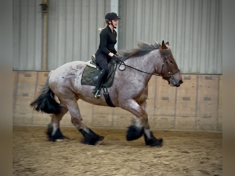 Autres chevaux de trait Jument 8 Ans 170 cm Aubère in Neustadt (Wied)