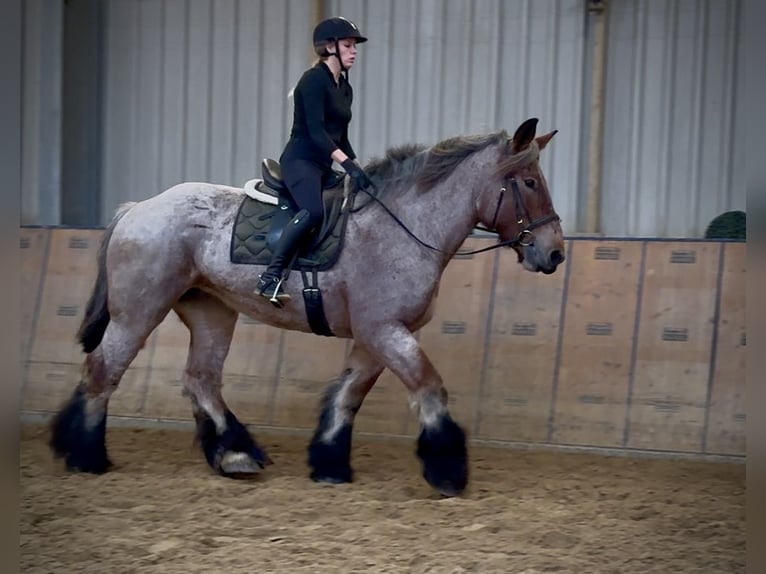 Autres chevaux de trait Jument 8 Ans 170 cm Aubère in Neustadt (Wied)