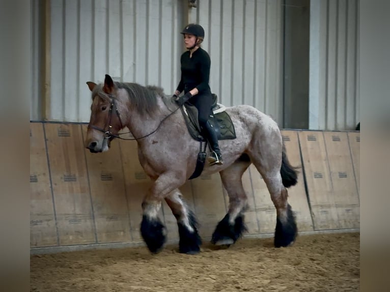 Autres chevaux de trait Jument 8 Ans 170 cm Aubère in Neustadt (Wied)