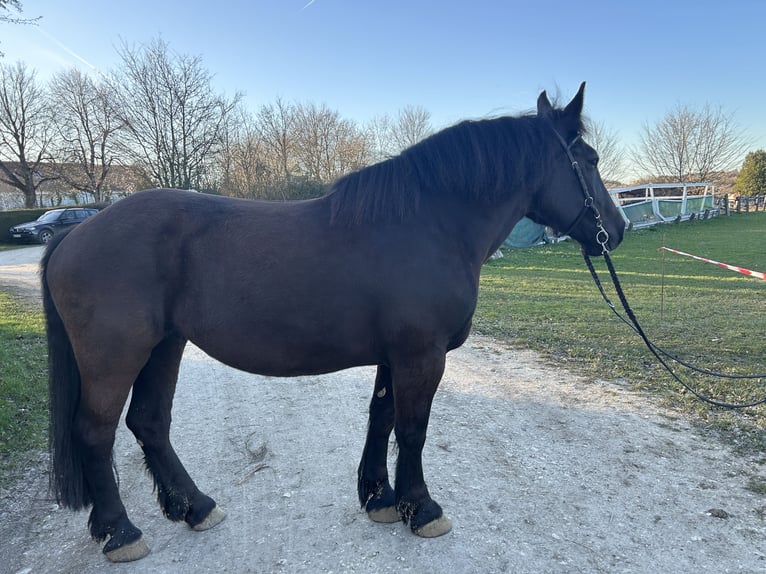 Autres chevaux de trait Croisé Jument 9 Ans 154 cm Noir in Westerheim