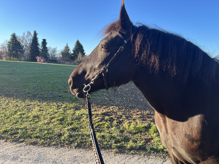 Autres chevaux de trait Croisé Jument 9 Ans 154 cm Noir in Westerheim