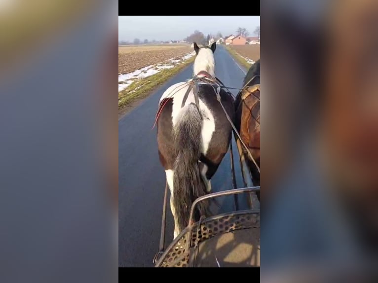 Autres chevaux de trait Jument 9 Ans 162 cm Pinto in Kamenz