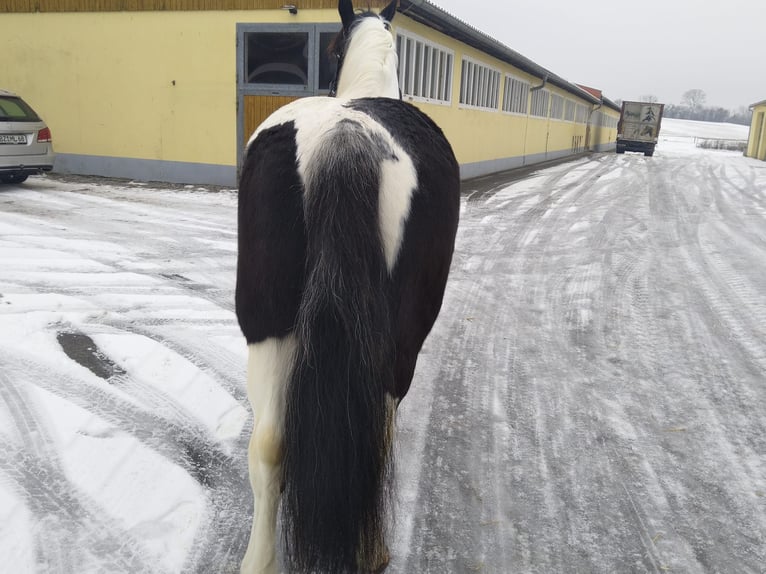 Autres chevaux de trait Jument 9 Ans 162 cm Pinto in Kamenz