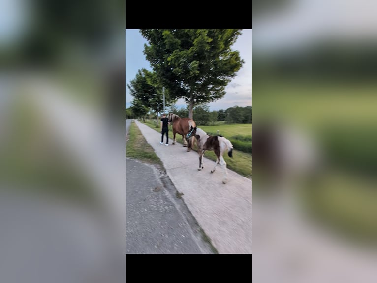 Autres chevaux de trait Croisé Jument Poulain (04/2025) 168 cm Pinto in Weener