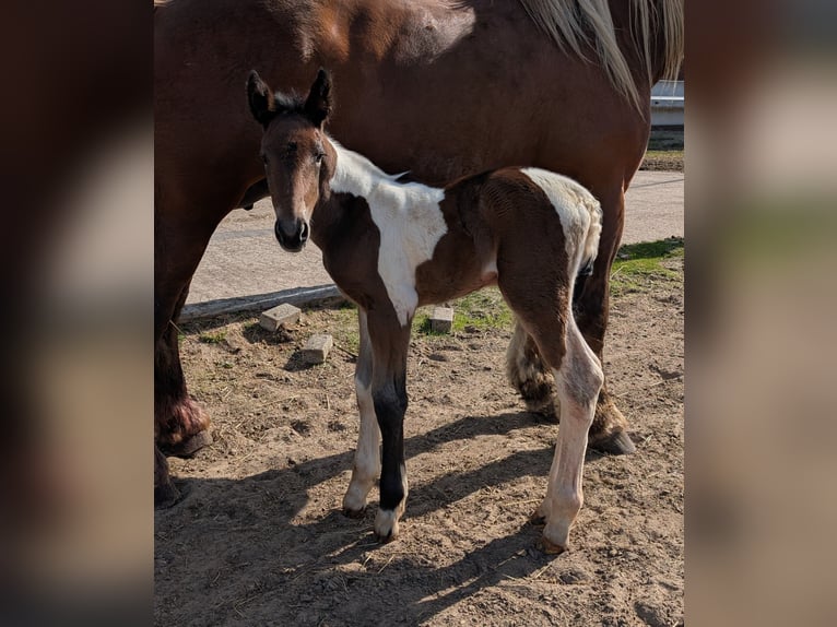 Autres chevaux de trait Croisé Jument Poulain (04/2025) 168 cm Pinto in Weener