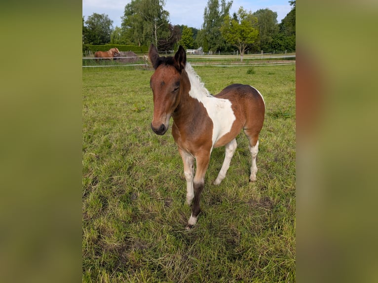 Autres chevaux de trait Croisé Jument Poulain (04/2025) 168 cm Pinto in Weener