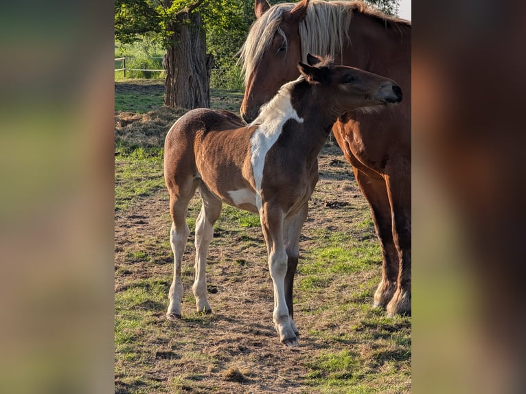 Autres chevaux de trait Croisé Jument Poulain (04/2025) 168 cm Pinto in Weener