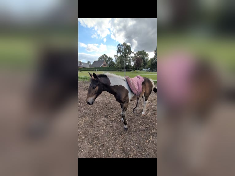 Autres chevaux de trait Croisé Jument Poulain (04/2025) 168 cm Pinto in Weener