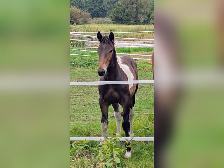 Autres chevaux de trait Croisé Jument Poulain (04/2025) 168 cm Pinto in Weener
