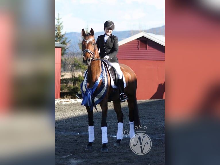 Autres races Étalon 10 Ans 173 cm Bai brun in Finstadjordet
