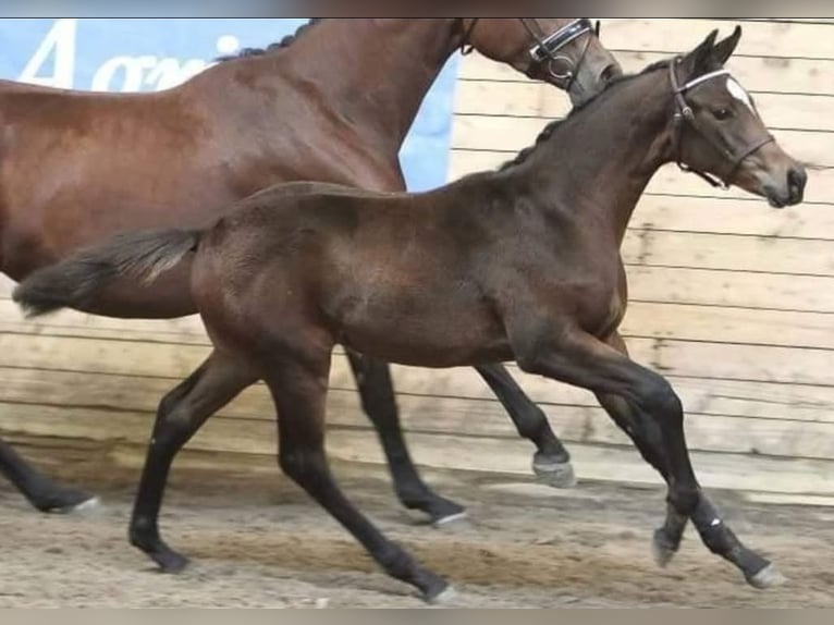 Autres races Étalon 10 Ans 173 cm Bai brun in Finstadjordet