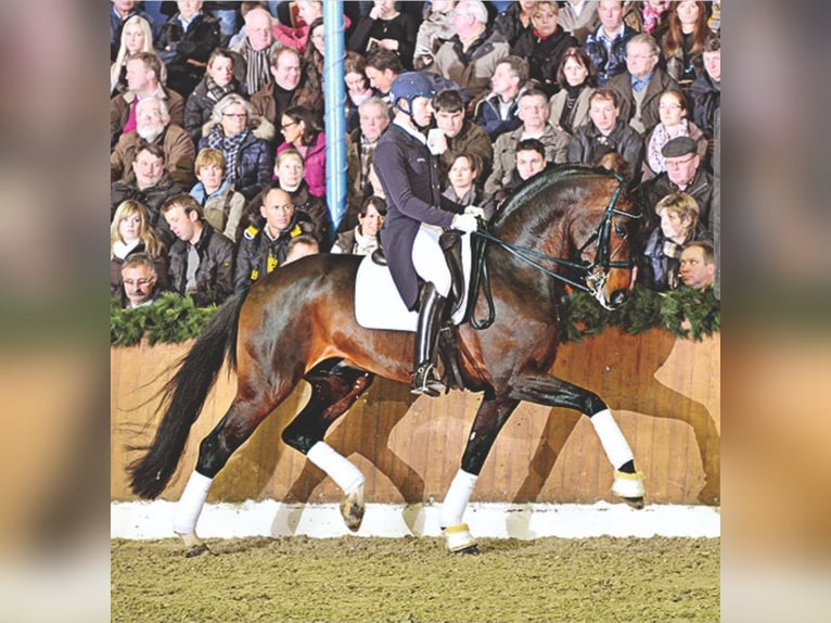 Autres races Étalon 10 Ans 173 cm Bai brun in Finstadjordet