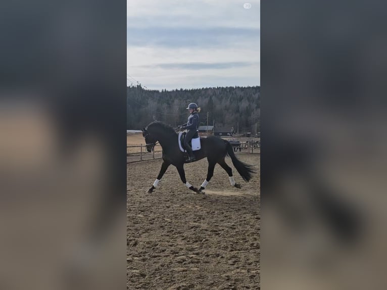 Autres races Étalon 10 Ans 173 cm Bai brun in Finstadjordet