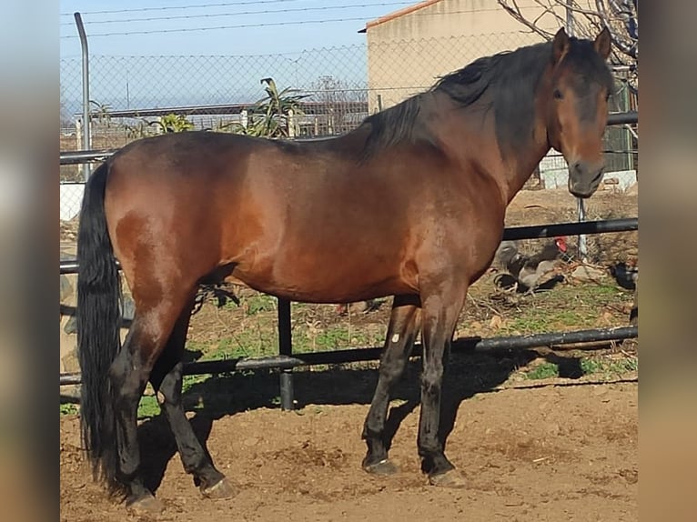 Autres races Croisé Étalon 13 Ans 164 cm Bai cerise in Madrid