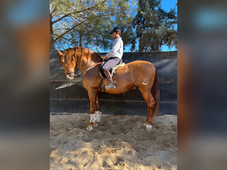 Autres races Croisé Étalon 15 Ans 170 cm Alezan brûlé in Madrid