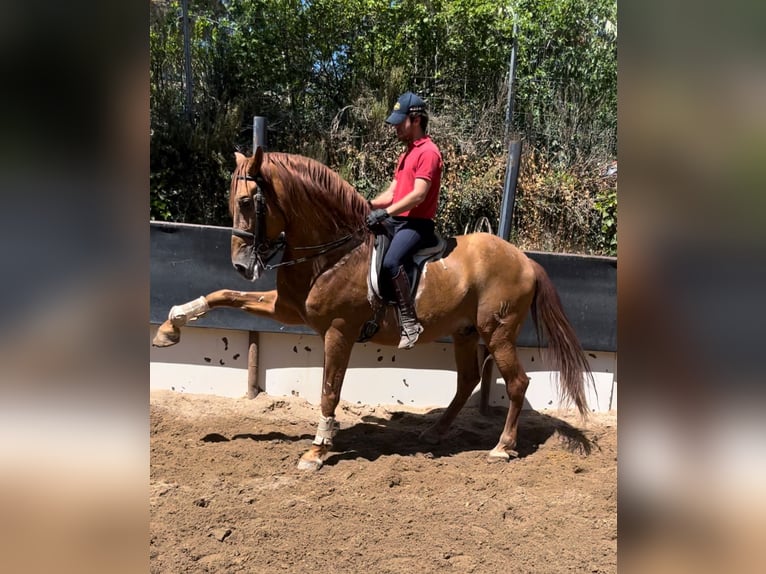 Autres races Croisé Étalon 15 Ans 170 cm Alezan brûlé in Madrid