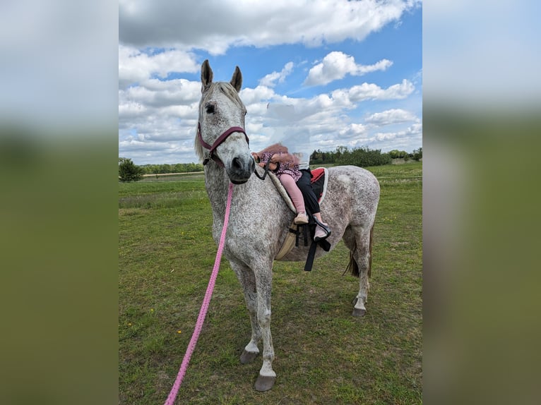 Autres races Étalon 17 Ans 155 cm Gris moucheté in Liebenwalde