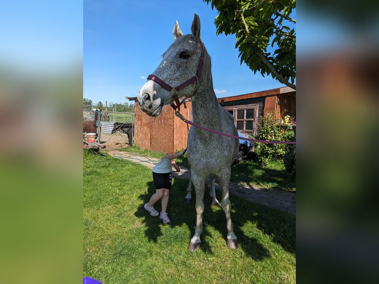 Autres races Étalon 17 Ans 155 cm Gris moucheté in Liebenwalde