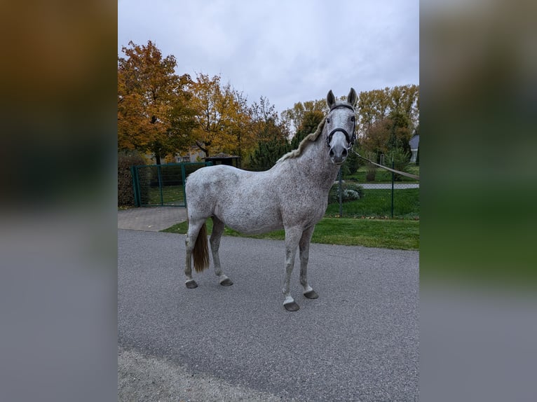 Autres races Étalon 17 Ans 155 cm Gris moucheté in Liebenwalde