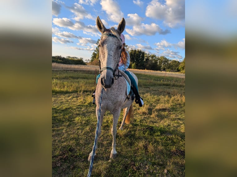 Autres races Étalon 17 Ans 155 cm Gris moucheté in Liebenwalde