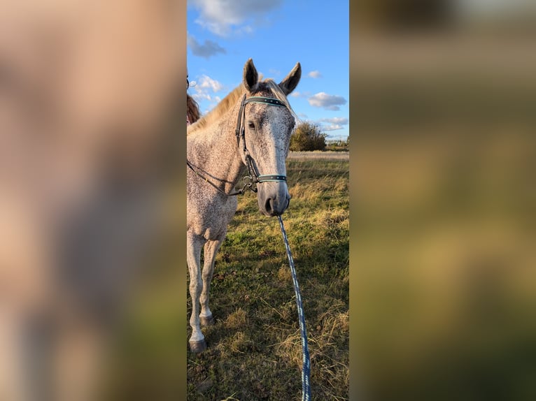 Autres races Étalon 17 Ans 155 cm Gris moucheté in Liebenwalde