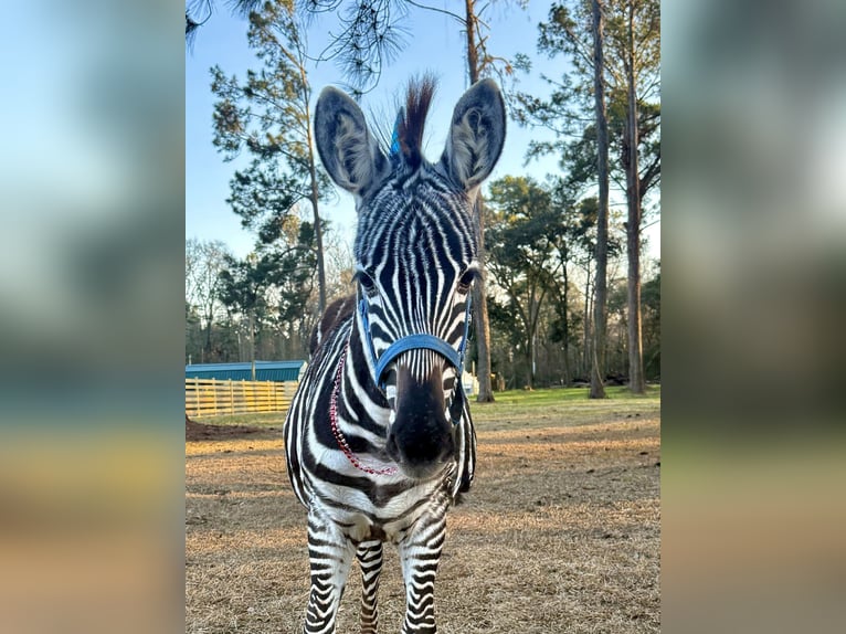 Autres races Étalon 1 Année 102 cm  in Ridgeland
