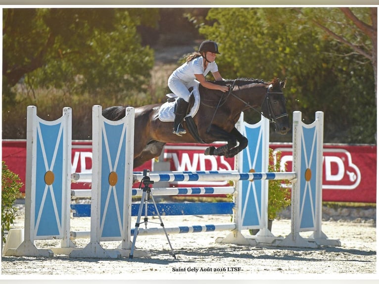 Autres races Croisé Étalon 1 Année 165 cm Bai brun foncé in Saussan