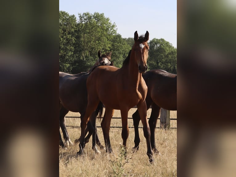 Autres races Étalon 1 Année Bai in Corneville-la-Fouquetière
