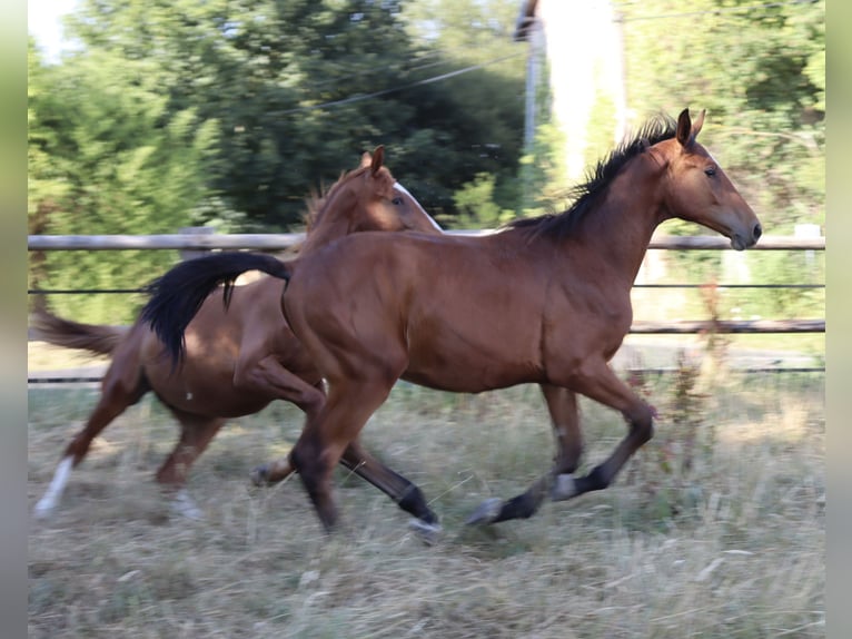 Autres races Étalon 1 Année Bai in Corneville-la-Fouquetière
