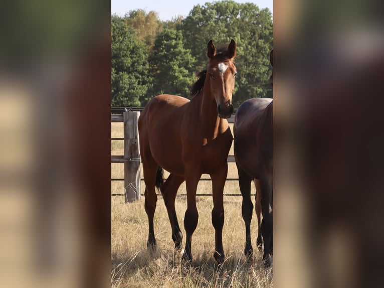Autres races Étalon 1 Année Bai in Corneville-la-Fouquetière