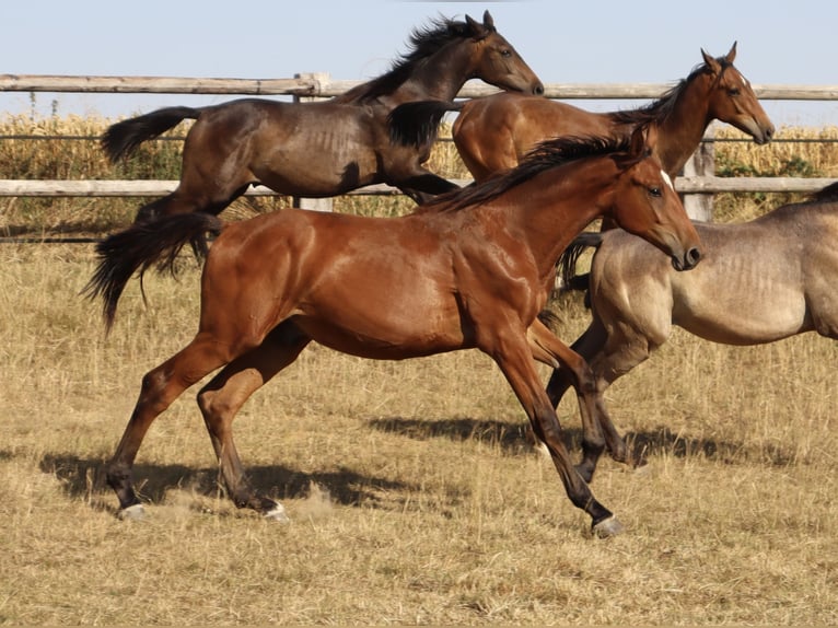 Autres races Étalon 1 Année Bai in Corneville-la-Fouquetière