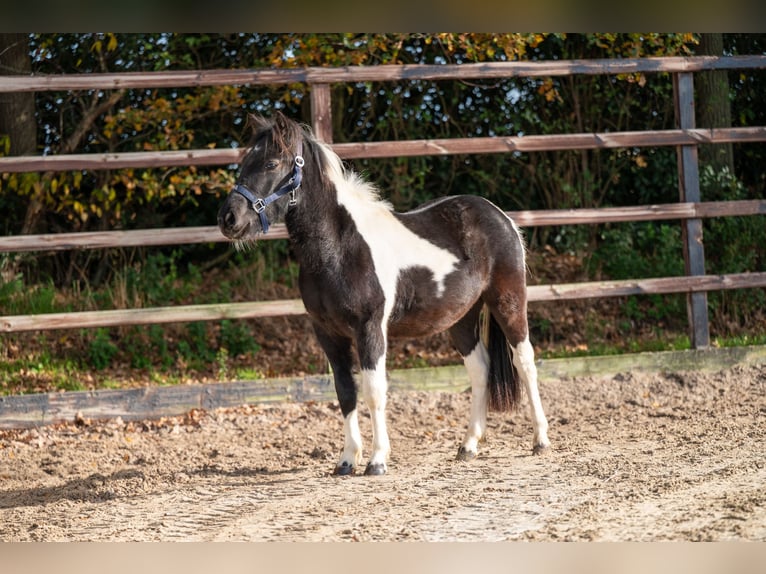 Autres races Étalon 2 Ans 116 cm Pinto in GROTE-BROGEL