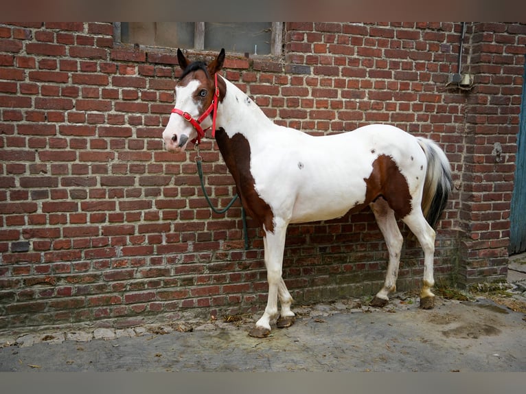 Autres races Étalon 2 Ans 130 cm Blanc in oisy le verger