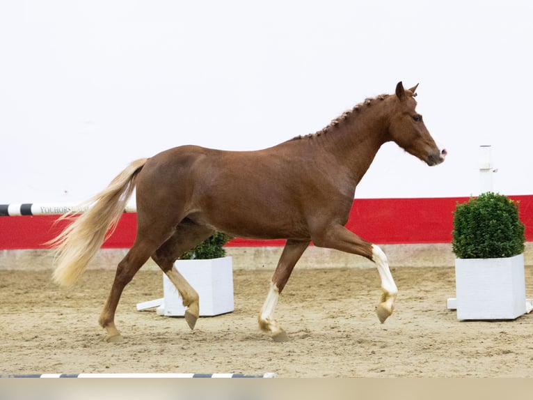 Autres races Étalon 2 Ans 135 cm Alezan in Waddinxveen
