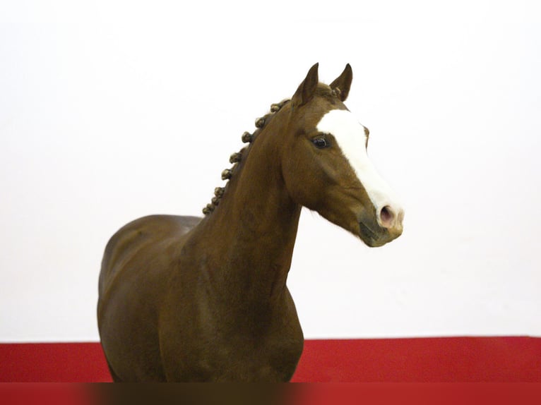 Autres races Étalon 2 Ans 135 cm Alezan in Waddinxveen