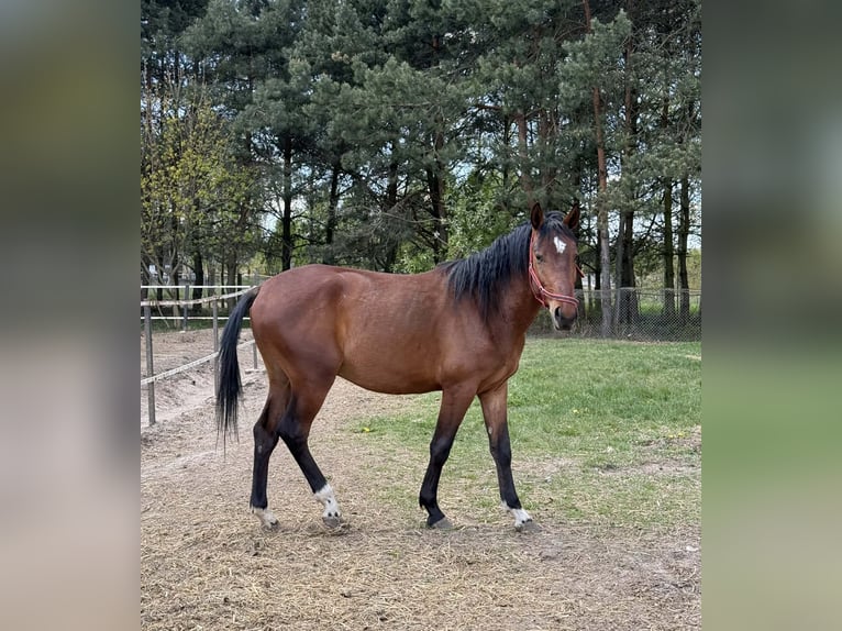 Autres races Étalon 2 Ans 150 cm Bai in Włoszczowa