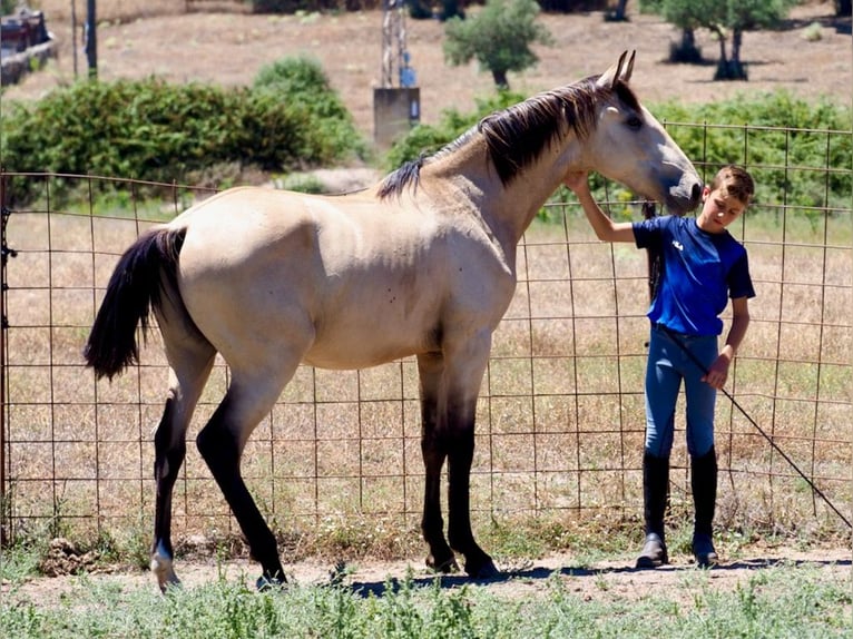 Autres races Étalon 2 Ans 157 cm Buckskin in NAVAS DEL MADRONO