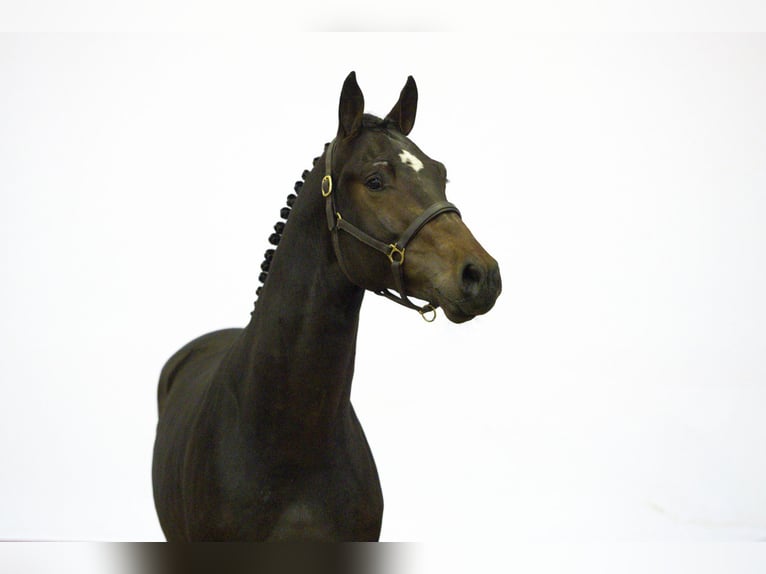 Autres races Étalon 2 Ans 160 cm Bai brun in Waddinxveen