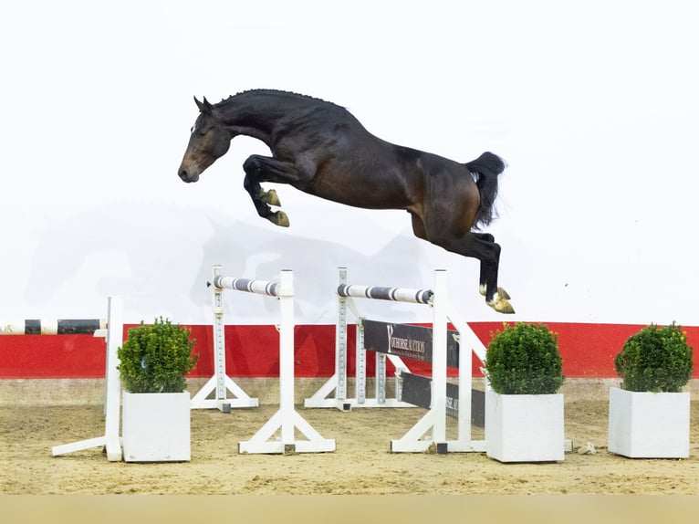 Autres races Étalon 2 Ans 160 cm Bai brun in Waddinxveen