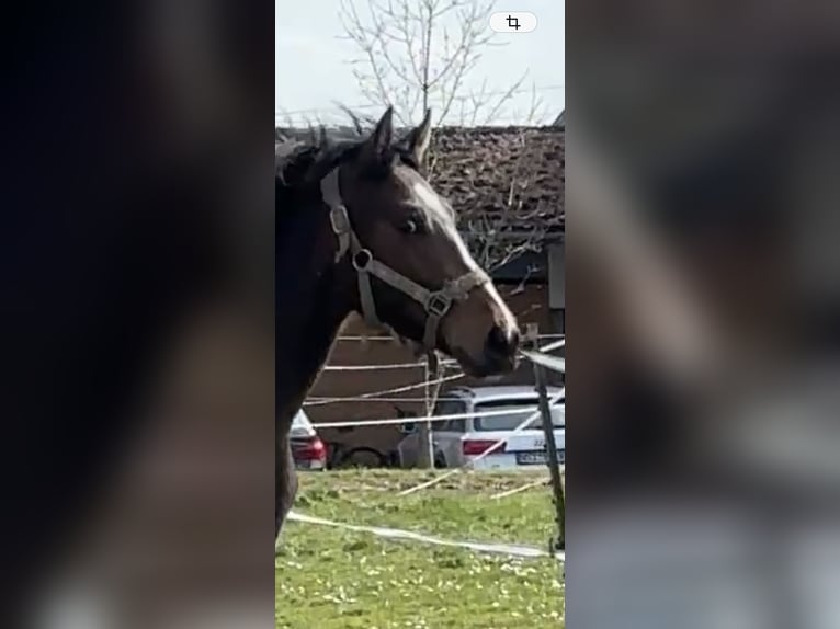 Autres races Étalon 2 Ans 167 cm Bai in Griesstätt