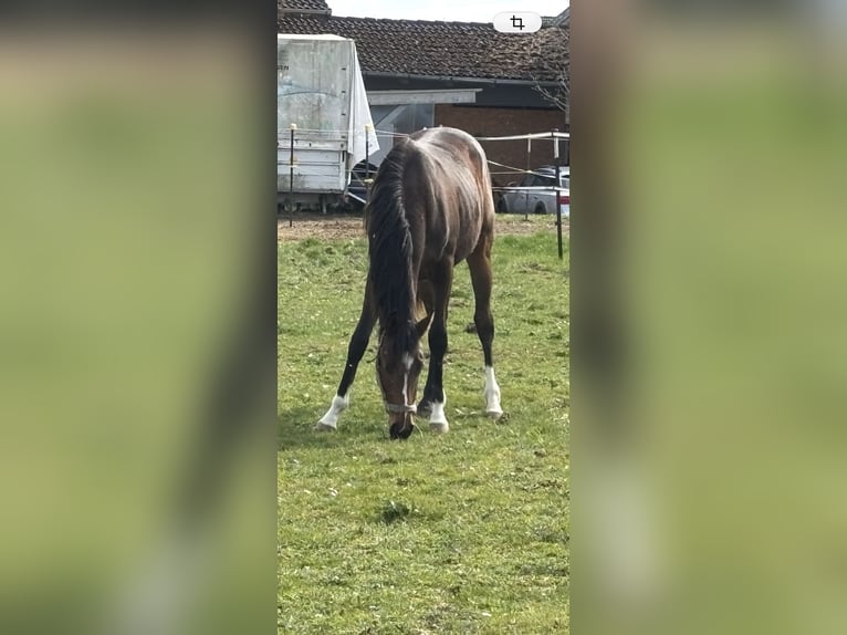 Autres races Étalon 2 Ans 167 cm Bai in Griesstätt